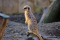 Meerkat. Standing in the sunshine